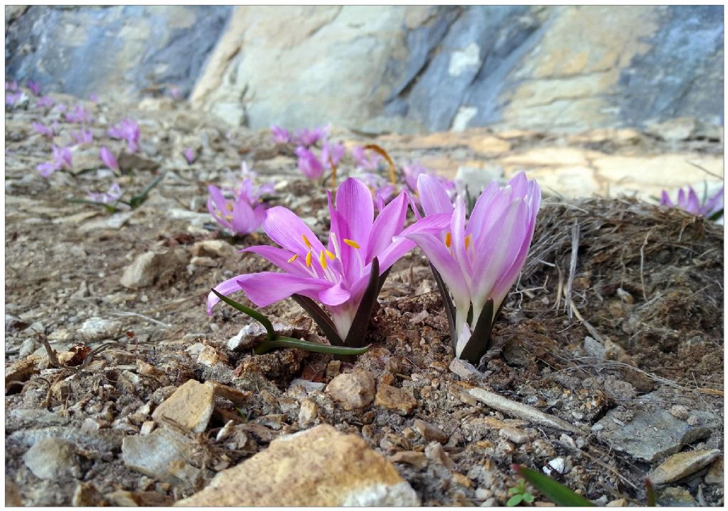 Colchicum bulbocodium (= Bulbocodium vernum) / Colchico di Spagna